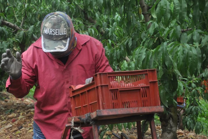 Reporterre – Juillet 2020 – Entretien : « La réalité de l’agriculture française, ce sont des hommes et des femmes qui se cassent le dos »