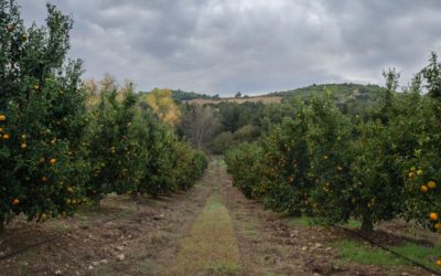 Santé et Travail – Oct 2020 – Des clémentines corses « sauvées », dans quelles conditions?