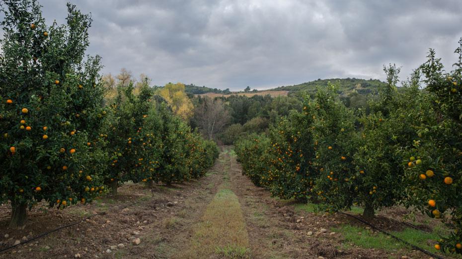 Santé et Travail – Oct 2020 – Des clémentines corses « sauvées », dans quelles conditions?