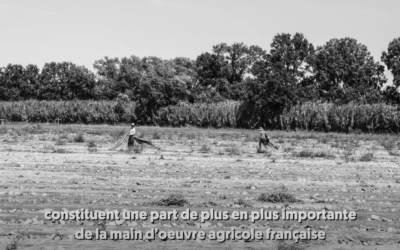 Le Média – Sept 2020 – Vidéo : Dans l’enfer des travailleurs agricoles